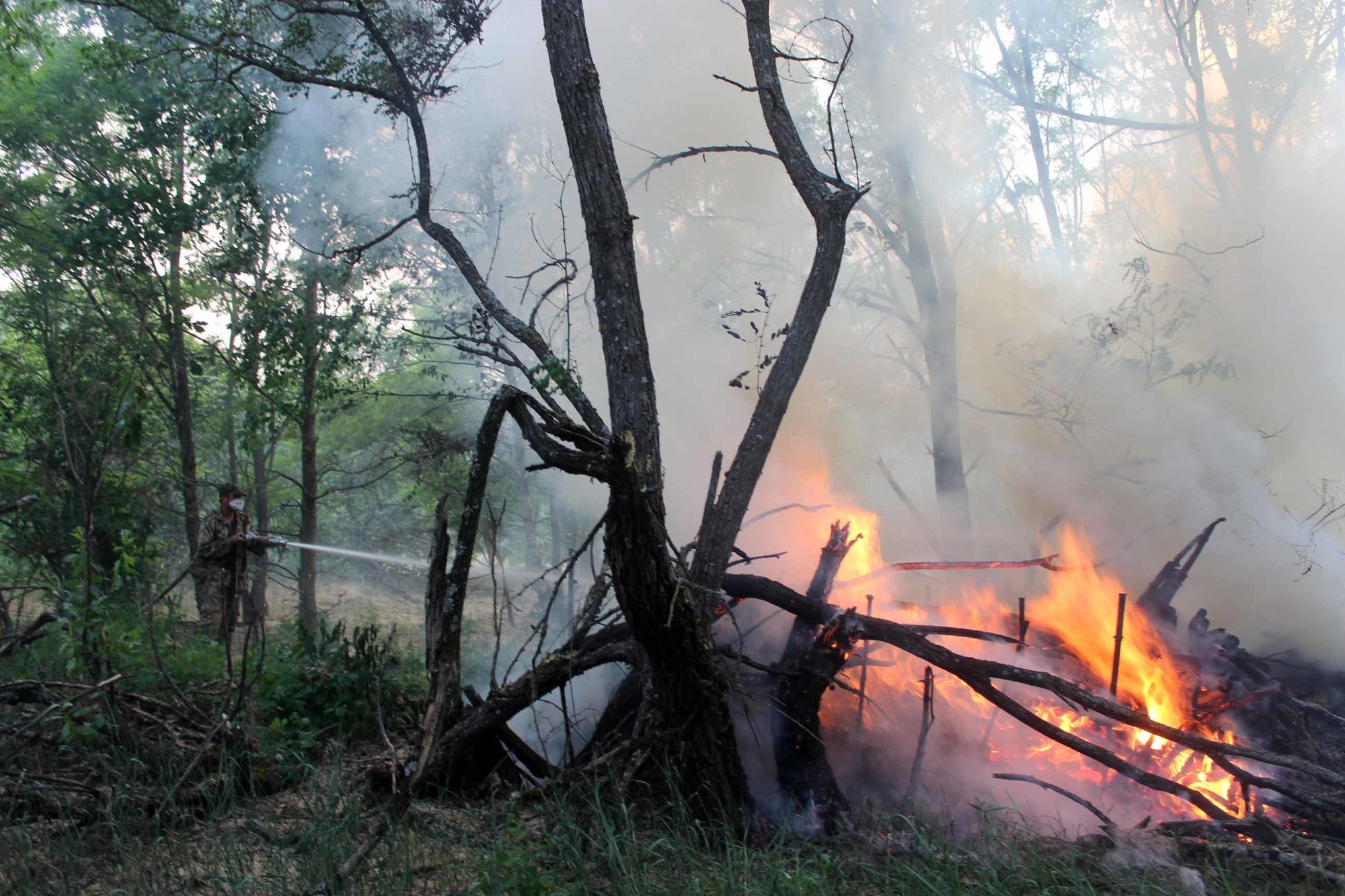 Лучевой пожар. .Уничтожение или повреждение леса в результате поджога.. Сгорело сухое поваленное дерево.